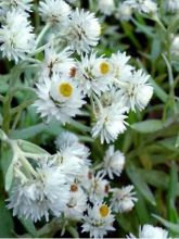 Immortelle de l'Himalaya, Bouton d'argent 'Sommerchnee'