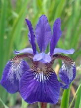 Iris de Sibérie 'Caesar's Brother'