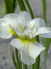 Iris de Sibérie 'Harpswell Happiness'