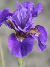 Iris de Sibérie 'Ruffled Velvet'