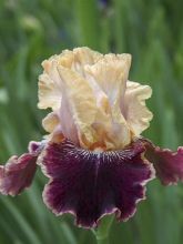 Iris germanica Amethyst Dancer - Iris des jardins
