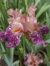 Iris des jardins 'Anaconda Love '
