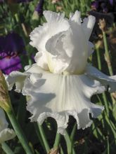 Iris germanica Arctic Age