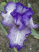 Iris germanica Autumn Circus - Iris des Jardins