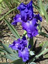 Iris germanica Blue Crusader