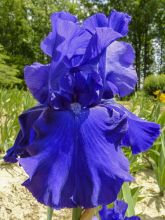 Iris germanica Blueberry Bliss - Iris des Jardins