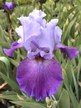 Iris germanica Carl and Sissy - Iris des Jardins