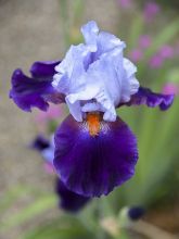 Iris germanica Chelsea Bleu - Iris des Jardins