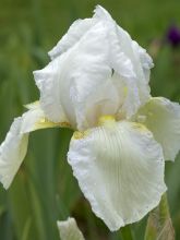 Iris des jardins 'Dame Blanche'