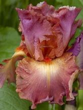 Iris germanica Dame de Coeur