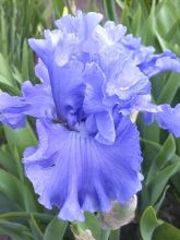 Iris germanica Delta Blues