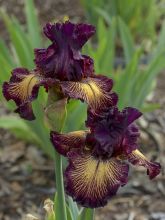Iris germanica Drama Queen - Iris des Jardins
