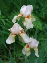 Iris des jardins 'Edward of Windsor'