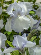 Iris germanica English cottage - Iris des jardins remontant