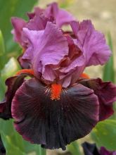 Iris germanica Fiery Temper