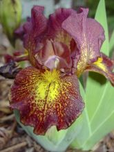 Iris germanica Firestorm - Iris des Jardins lilliput