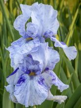 Iris germanica Gnu Blues