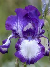 Iris germanica Going My Way - Iris des Jardins