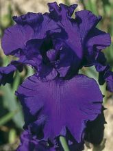 Iris germanica High Stakes - Iris des Jardins