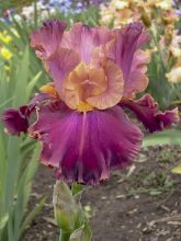 Iris germanica Impressionist