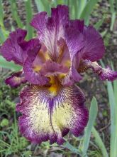 Iris germanica Innocent Star