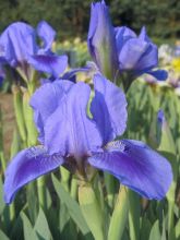 Iris germanica Katy Petts - Iris des Jardins Lilliput