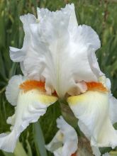 Iris des jardins 'Lark Ascending'