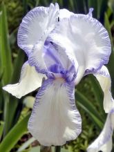 Iris des jardins 'Ma Mie'