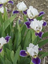 Iris germanica Making Eyes - Iris des Jardins Lilliput
