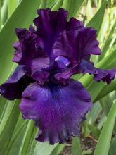 Iris germanica Midnight Revelry