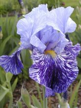 Iris germanica Millenium Falcon - Iris des Jardins.
