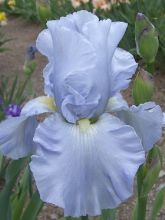 Iris germanica Navajo Jewel