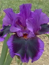 Iris germanica Pagan Dance - Iris des jardins