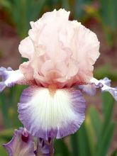 Iris des jardins 'Poésie'