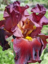 Iris germanica Rip City
