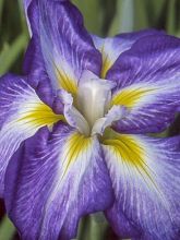 Iris du Japon - Iris ensata Dainagon