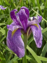 Iris du Japon - Iris ensata Météor