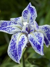 Iris du Japon - Iris ensata Montrosa