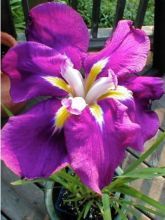 Iris du Japon - Iris ensata Sensation