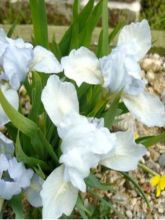 Iris pumila Bright White - Iris des Jardins nain