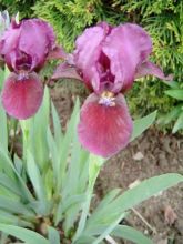 Iris pumila Cherry Garden - Iris des Jardins nain