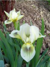 Iris pumila Green Spot - Iris des Jardins nain