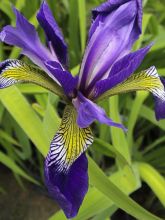 Iris robusta Dark Aura 