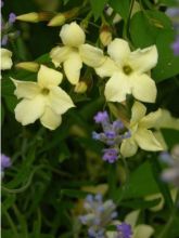 Jasminum officinale Clotted Cream - Jasmin parfumé