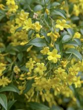 Jasmin - Jasminum humile Revolutum