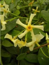 Trachelospermum Star of Toscane - Jasmin étoilé