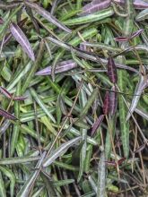 Jasmin étoilé - Trachelospermum jasminoïdes Waterwheel