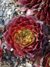 Sempervivum Commander Hay - Joubarbe hybride rouge et verte