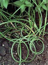 Juncus effusus 'Spiralis'