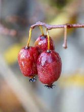 Kiwi, Kiwai 'Kiwai Femelle Fruits Rouges'